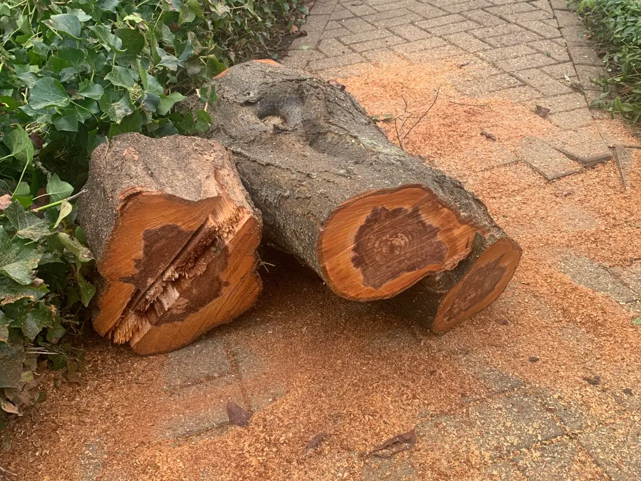 Billede 3 - Træ til drejning