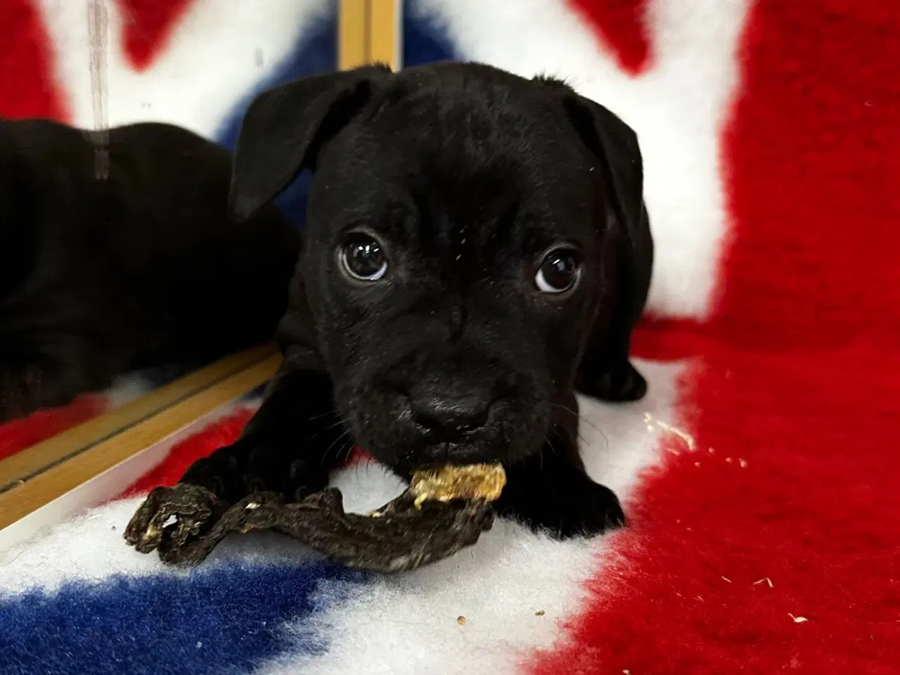 Billede 5 - Søde staffordshire Bull terrier hvalpe🩷🩵