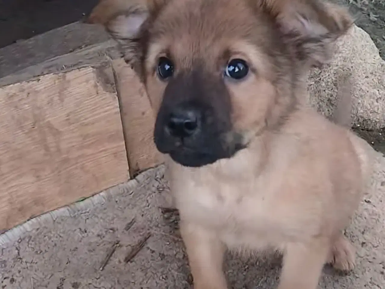 Billede 5 - Lille Rie leder efter sit 4-ever hjem 🏡