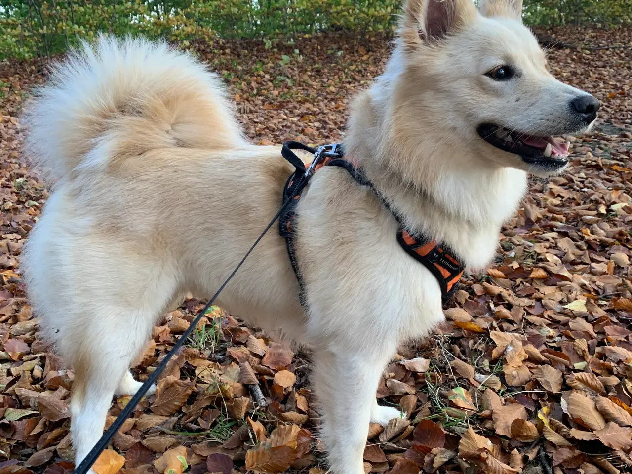 Billede 10 - Hundehvalpe Shiba Inu/Islandsk fårehund