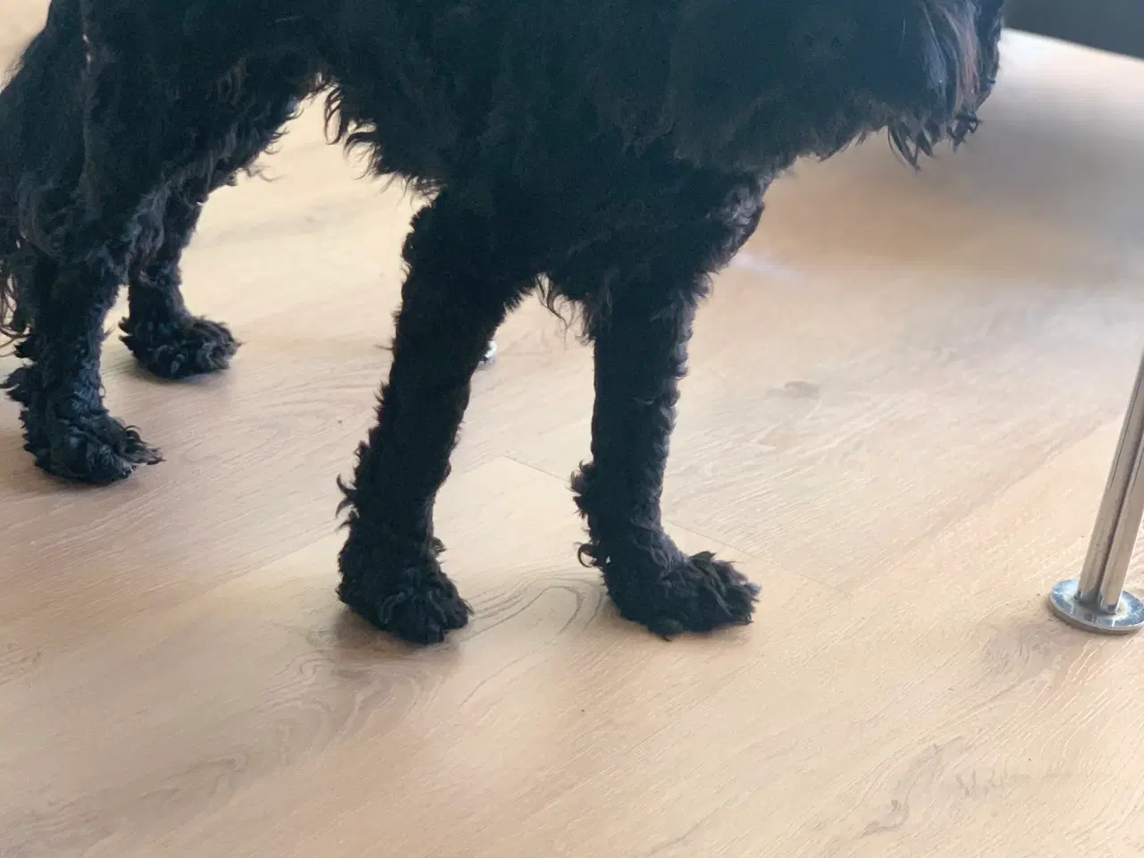 Billede 2 - Cockapoo hvalpe 