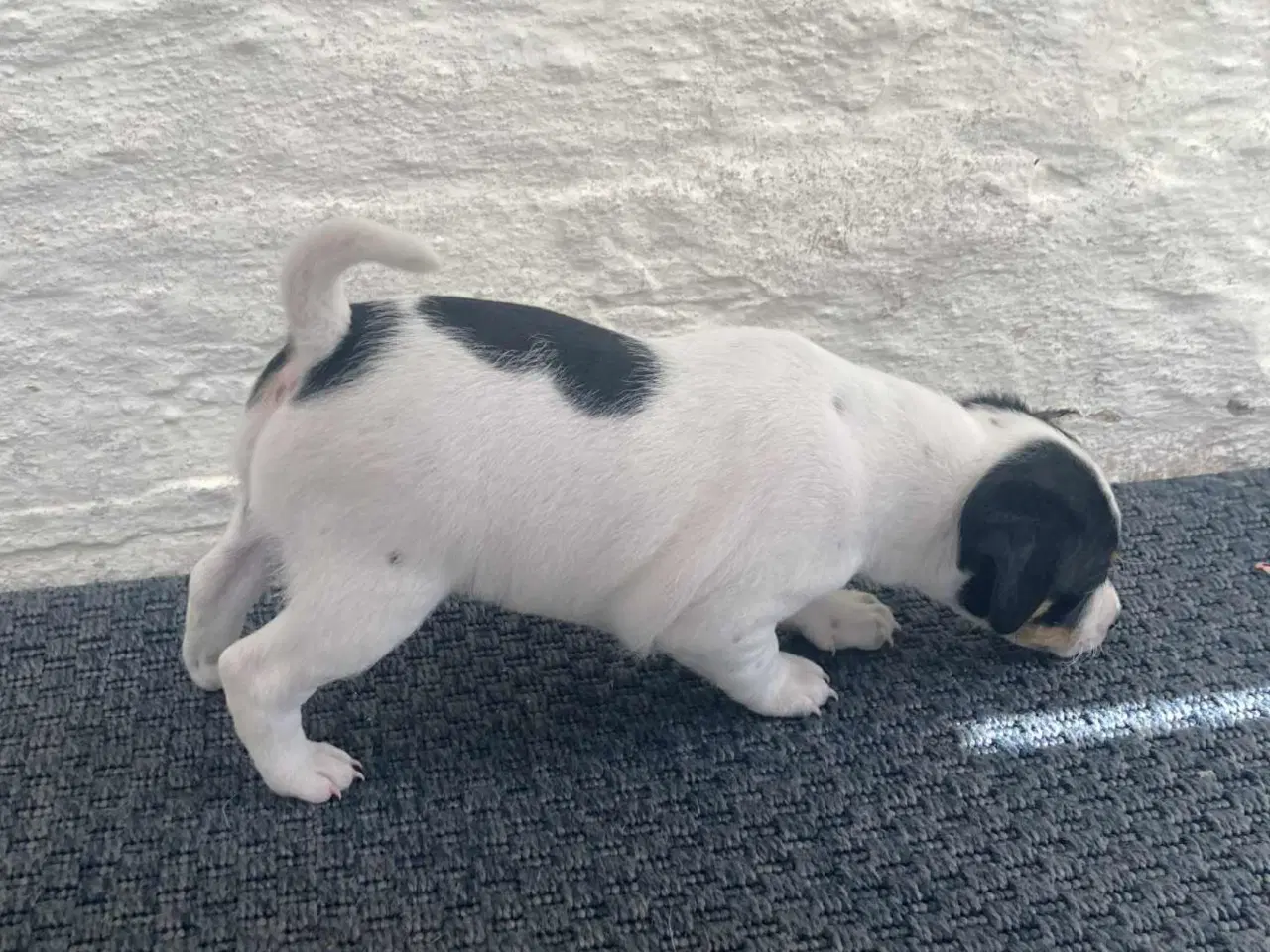 Billede 6 - Dansk, svensk gårdhunde hvalpe