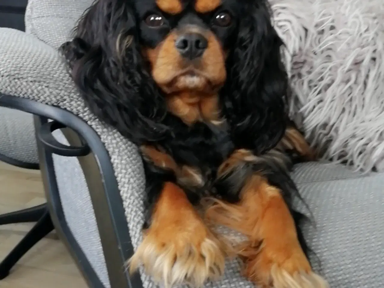 Billede 11 - Cavalier King charles