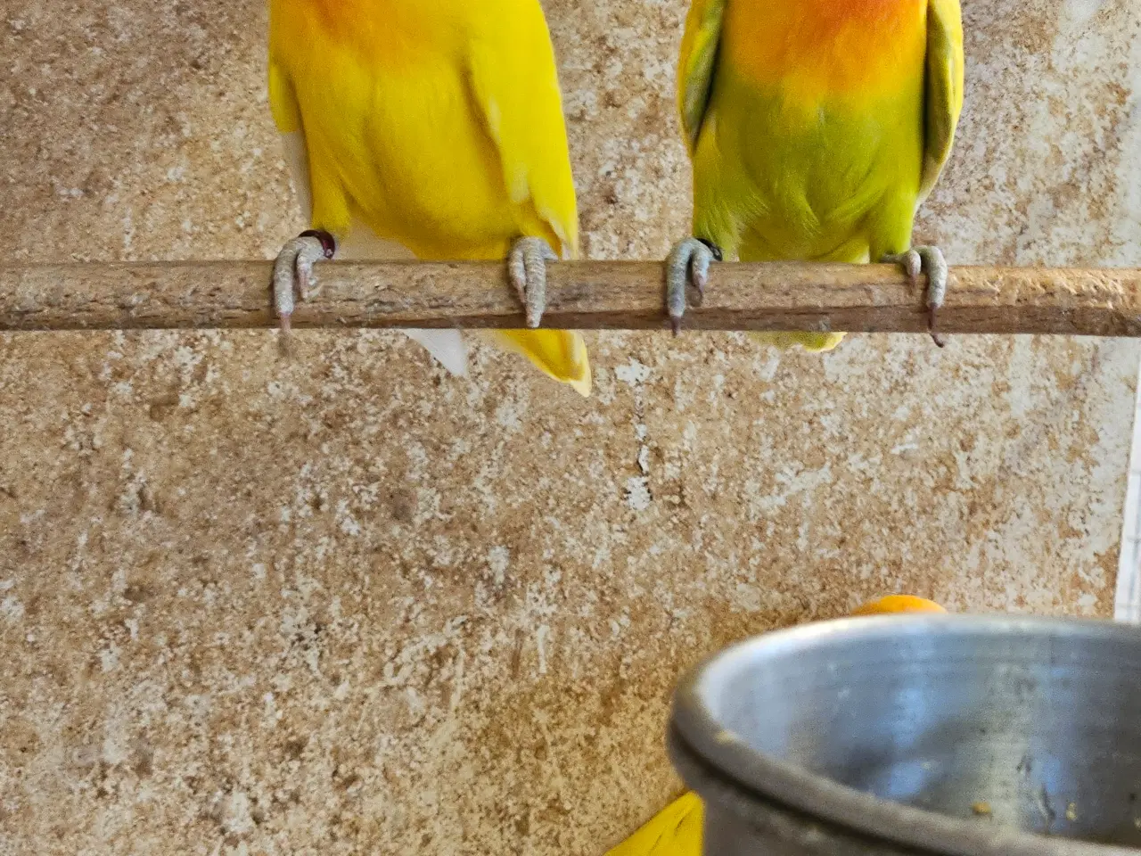 Billede 1 - Rødhovedet Dværgpapegøje