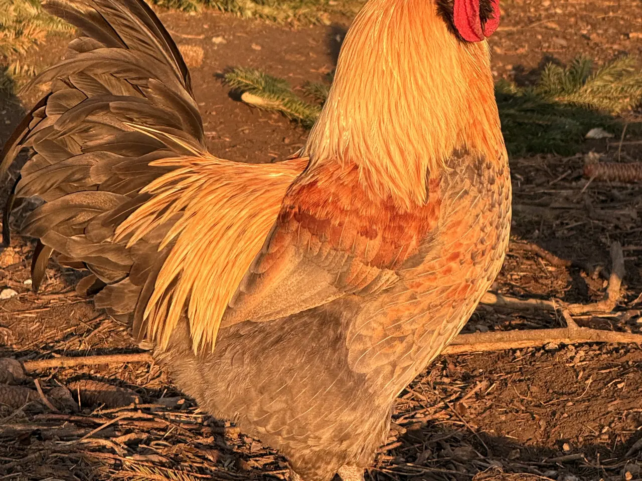 Billede 1 - Halvt år gammel hane