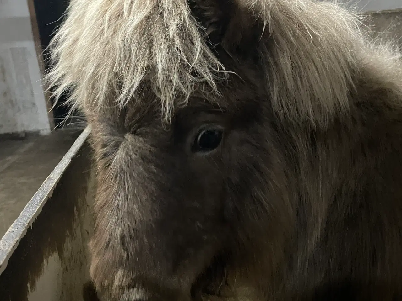 Billede 2 - Mushroom farvet shetlanspony sælges