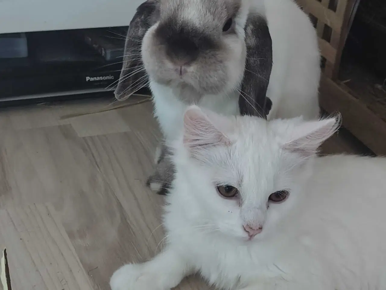 Billede 4 - Kastreret Fri-Kanin 🐇