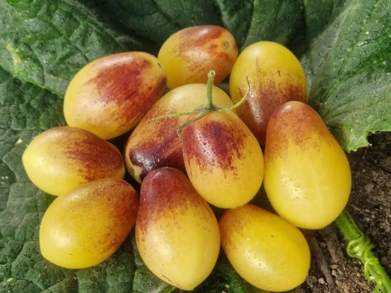 Billede 3 - TOMATFRØ - 300 sorter!!