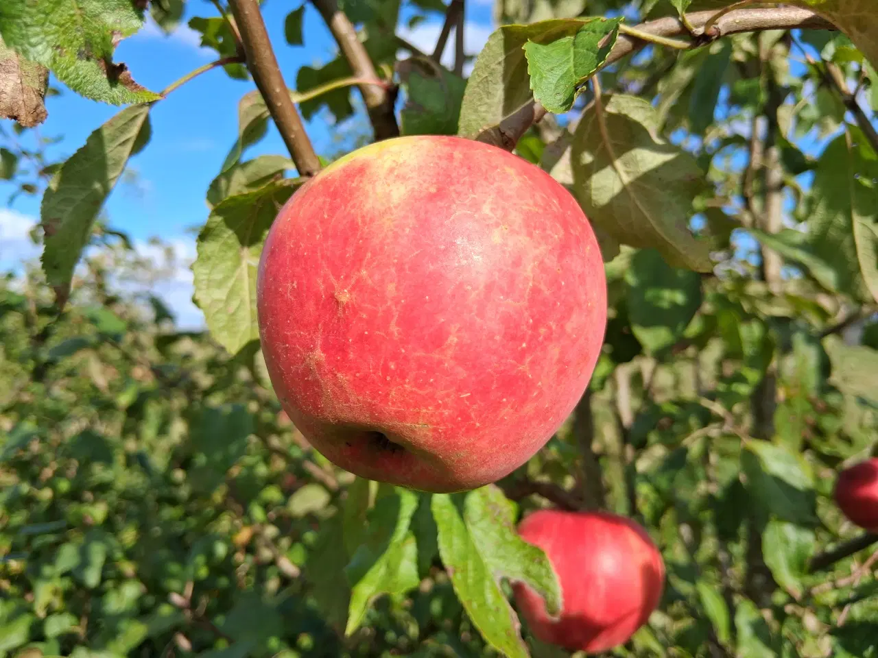 Billede 1 - Frugttræer, æbletræer, frugtbuske