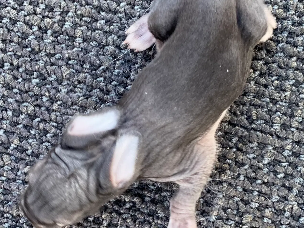 Billede 3 - FRANSK VÆDDER HAN CHINCHILLA