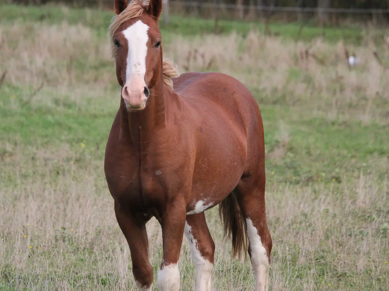 Billede 3 - Welsh sec C hingst 2år (Kat 2)