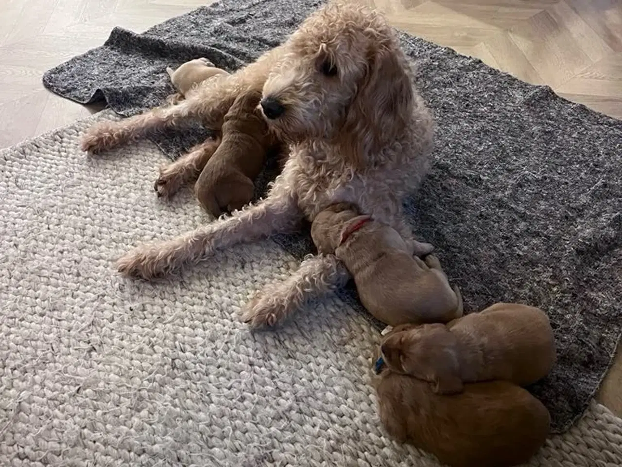 Billede 2 - Labradoodle/Cocker spaniel hvalp sælges