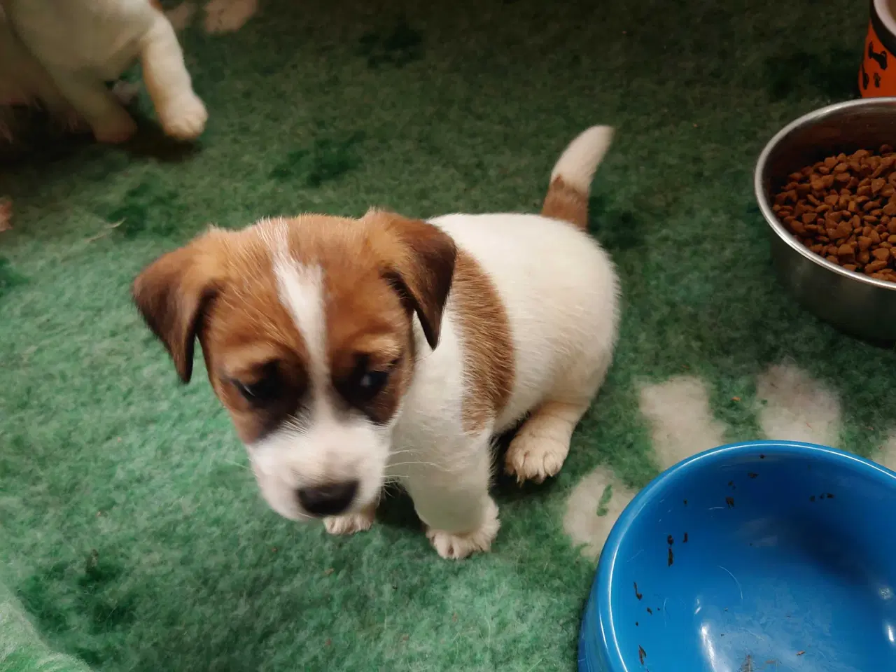 Billede 4 - Jack Russell hvalpe (lavbenet type)
