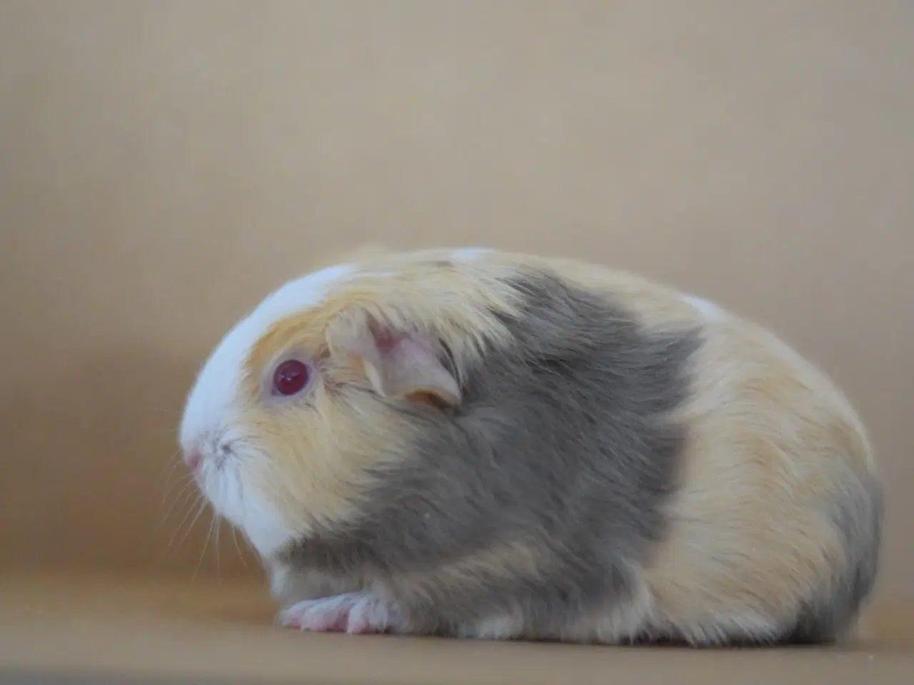 Billede 4 - Marsvin Sheltie
