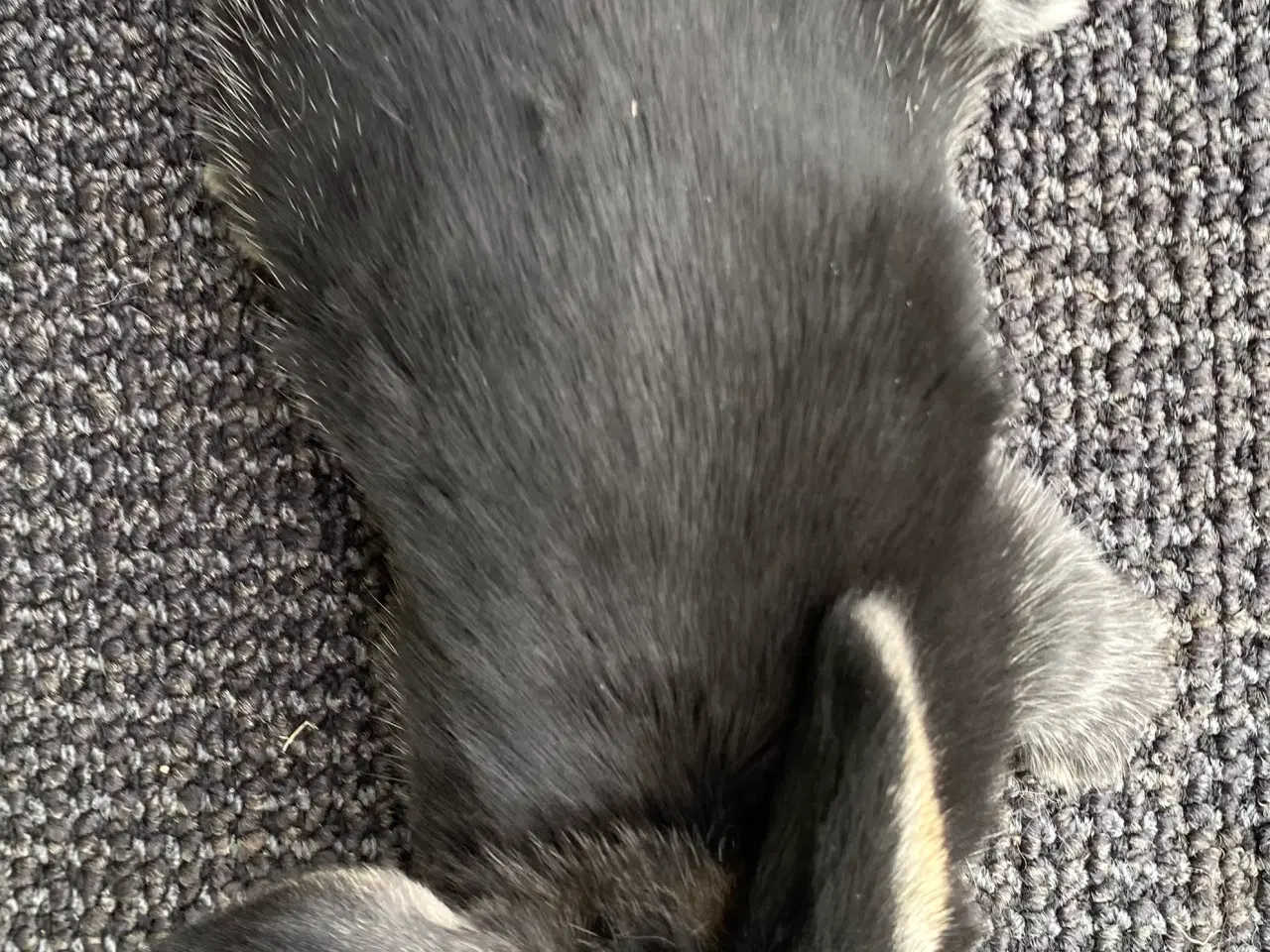 Billede 3 - FRANSK VÆDDER HAN SORT OTTER
