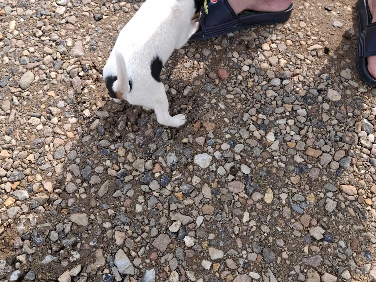 Billede 5 - Dansk svensk gårdhund (hundehvalpe)
