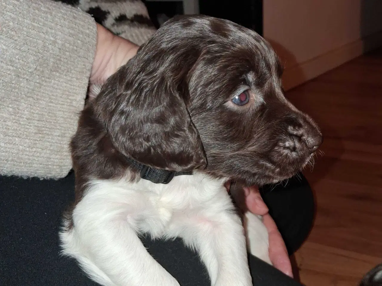 Billede 2 - kleine münsterländer Hvalpe