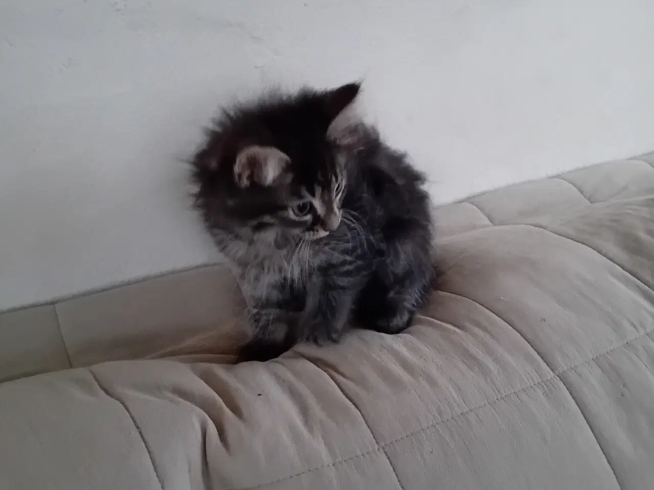 Billede 3 - Maincoon/Norsk skovkat