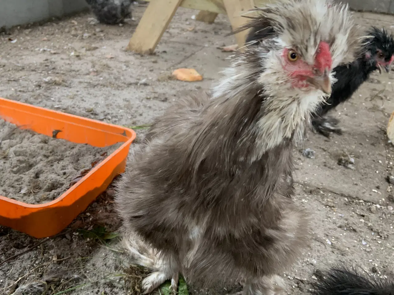 Billede 4 - Us silkehane