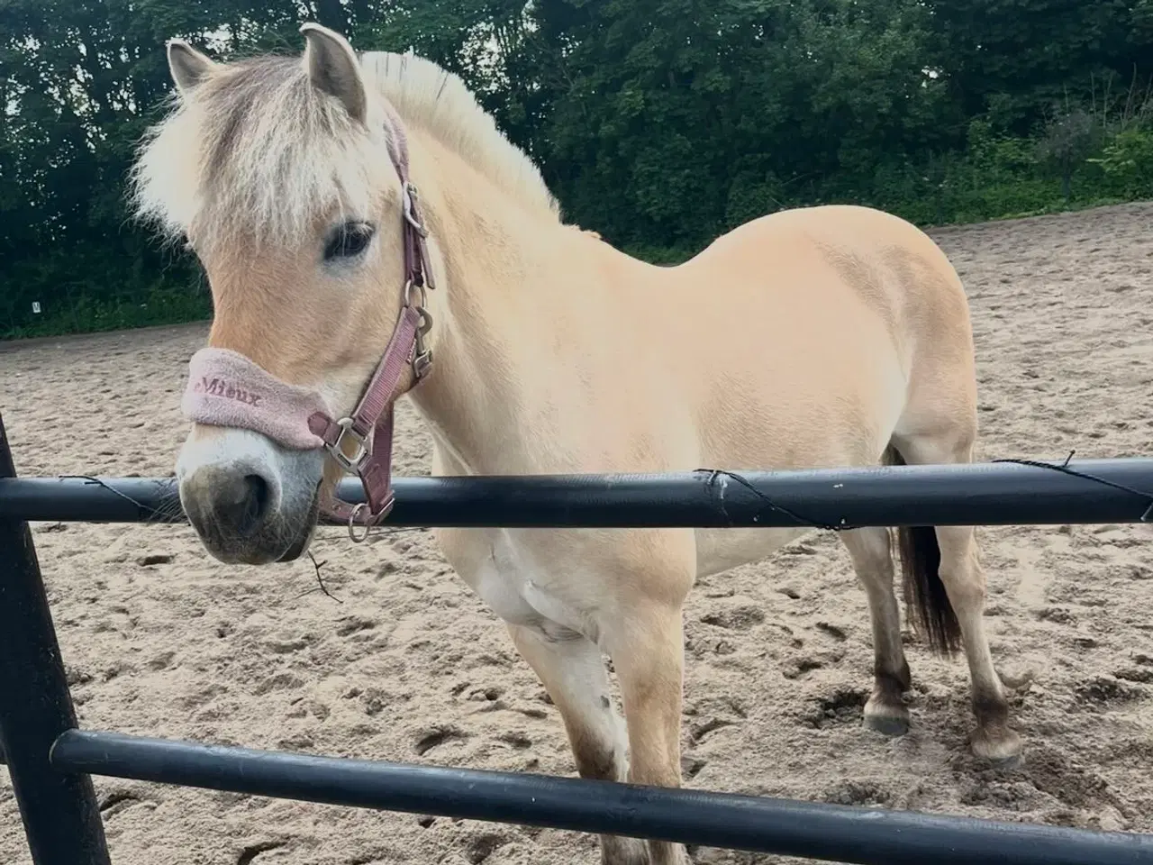 Billede 1 - Pony leder efter part! 