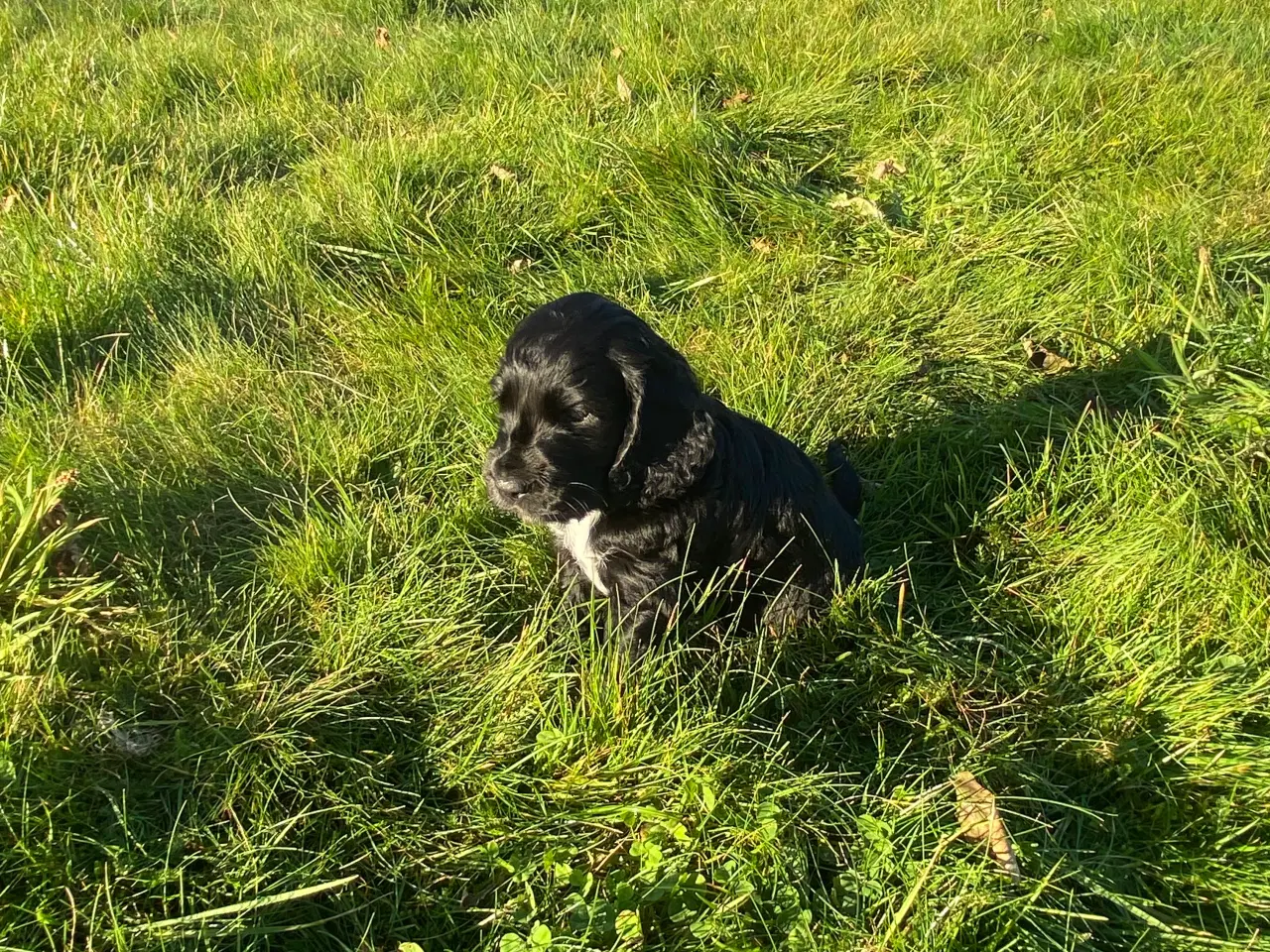 Billede 1 - Cockerspaniel hvalpe 3 hanner