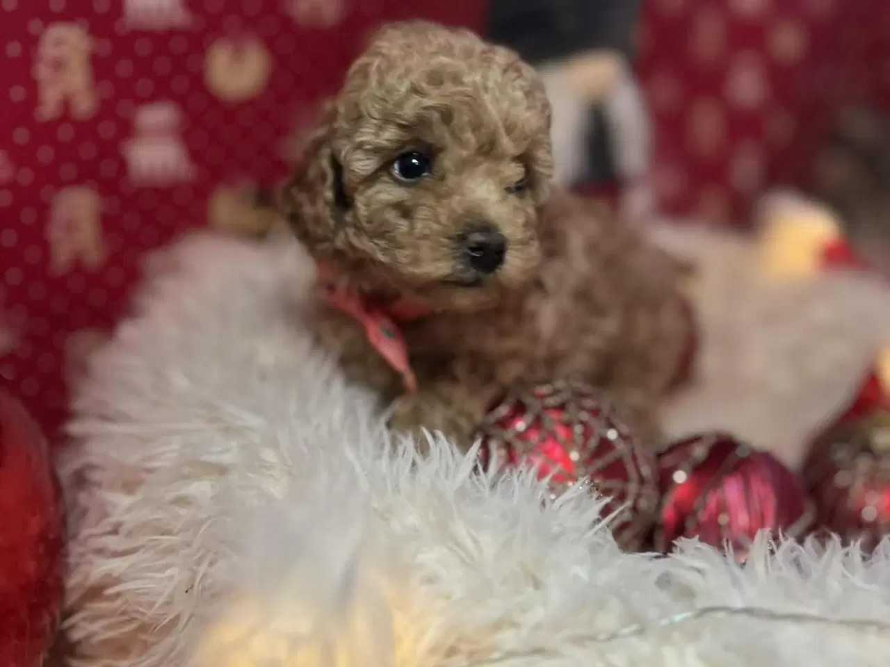 Billede 4 - Toy puddel tæve 