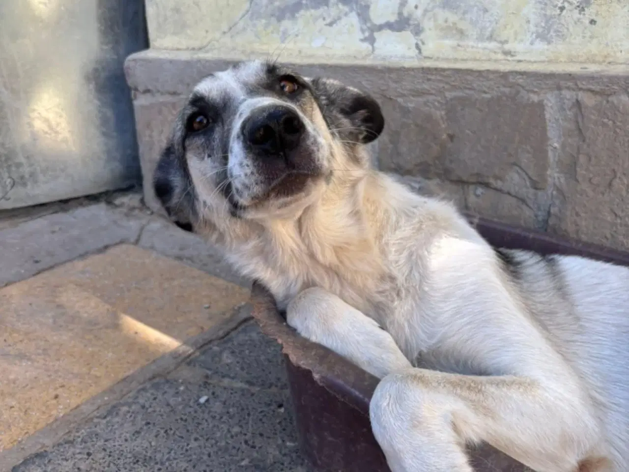 Billede 7 - Søde Raina søger sin helt egen familie