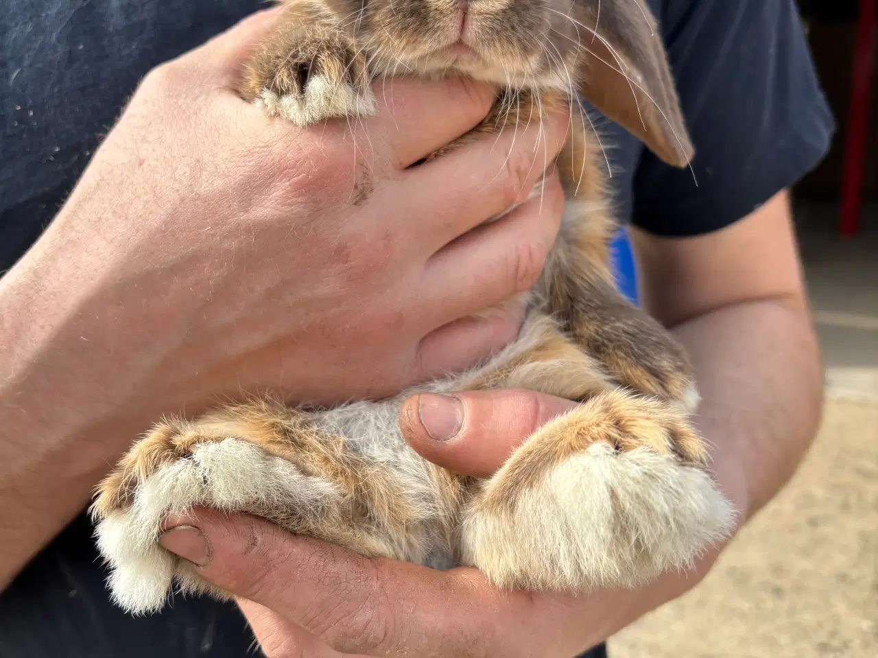 Billede 9 - Sød og tam kaninunge