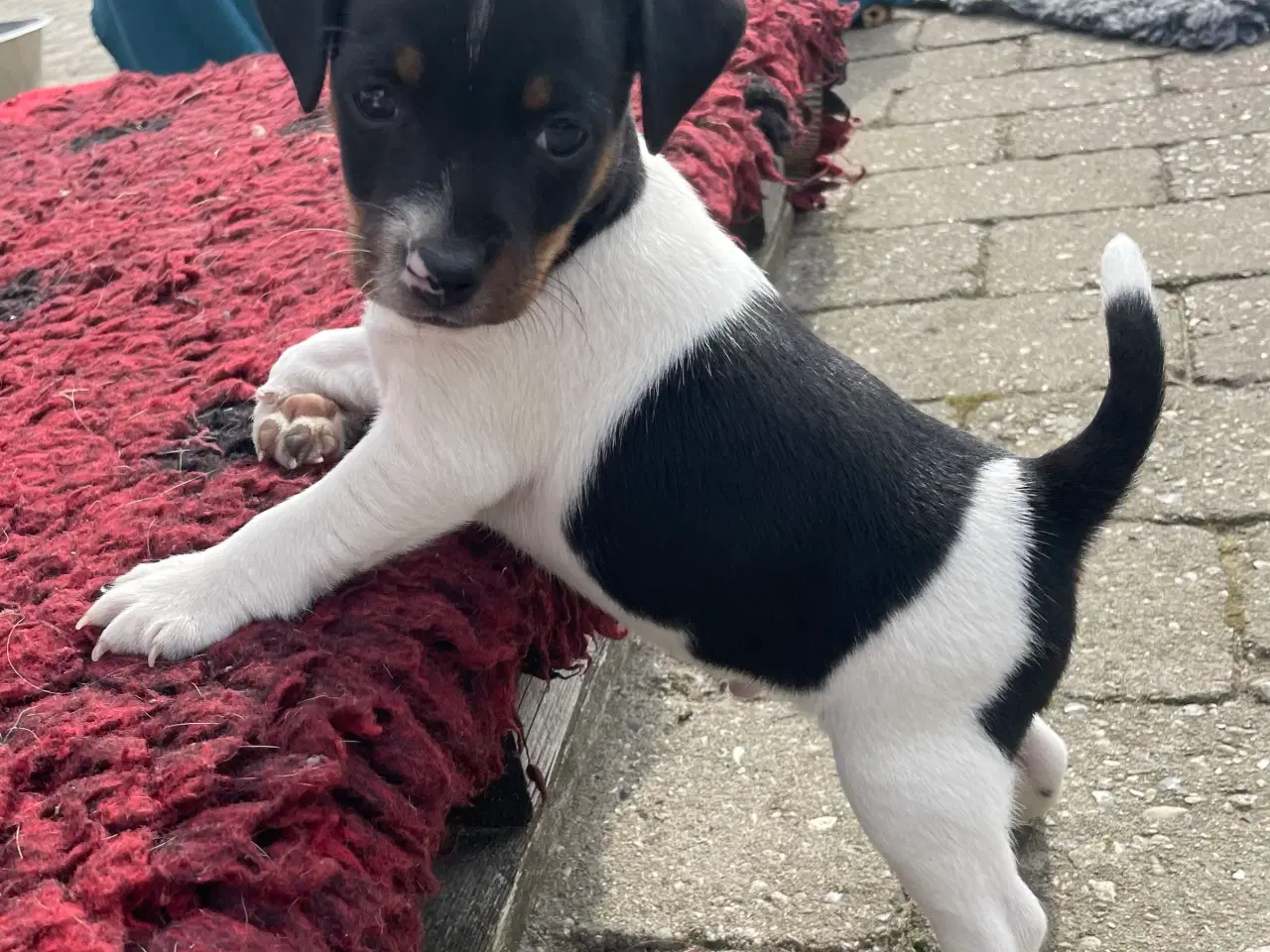 Billede 3 - Hanhvalp med DKK stambog