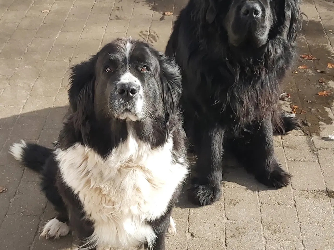 Billede 1 - Landseer, Berner Sennen + Newfie