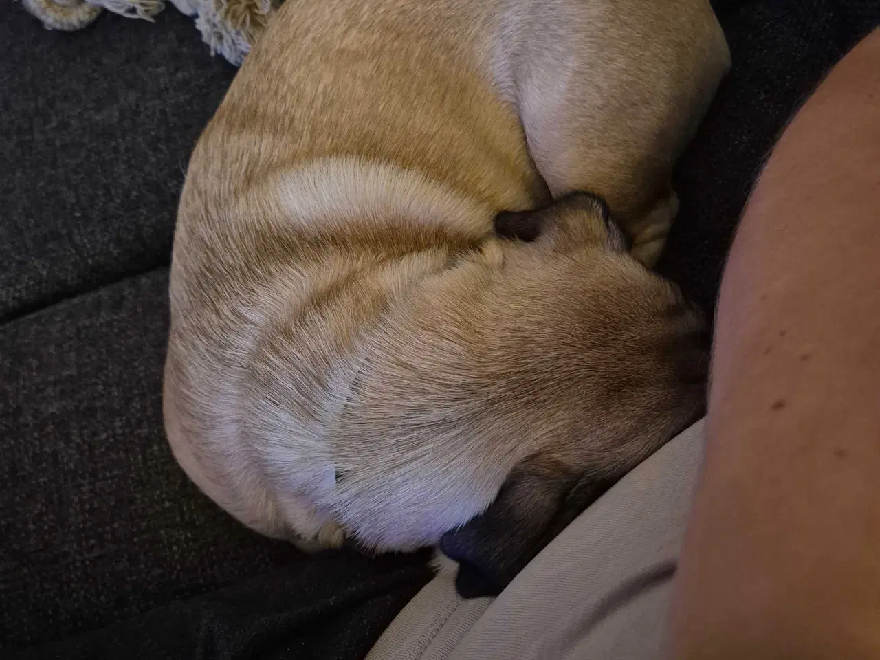 Billede 3 - Lucky søger sit sidste hjem