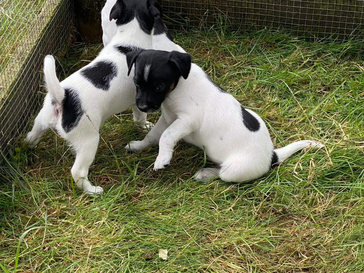 Billede 3 - Dansksvensk gårdhunde hvalpe