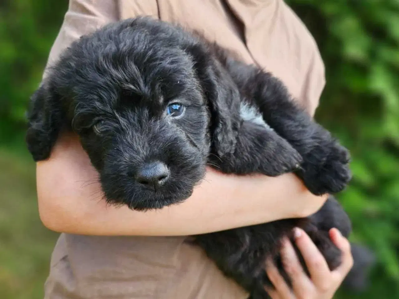 Billede 2 - Hundehvalpe klar til at flytte hjemmefra