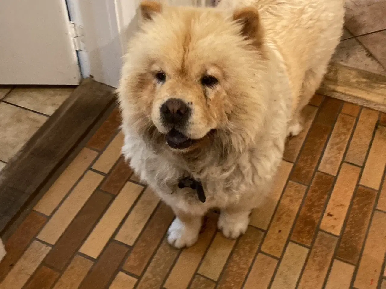 Billede 4 - Chow Chow hvalpe 