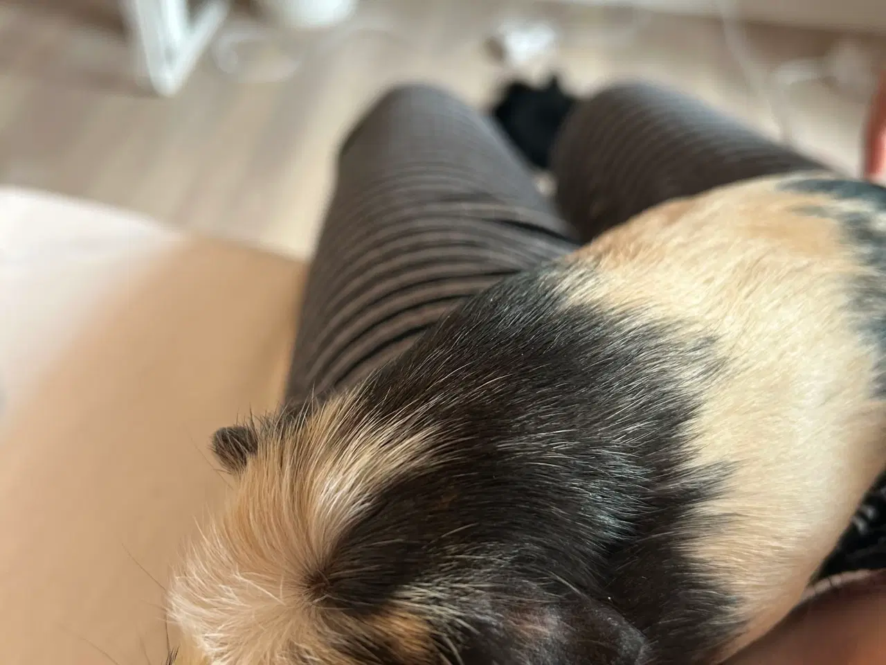 Billede 4 - Sælger to søde marsvin inklusivt buret 