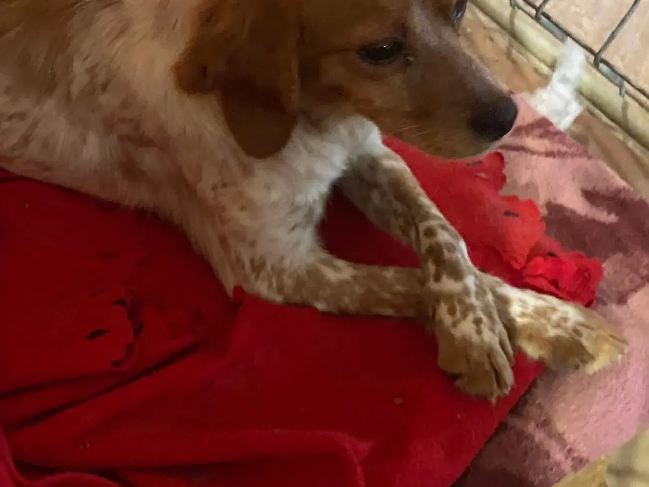 Billede 2 - Amy søger et trygt hjem