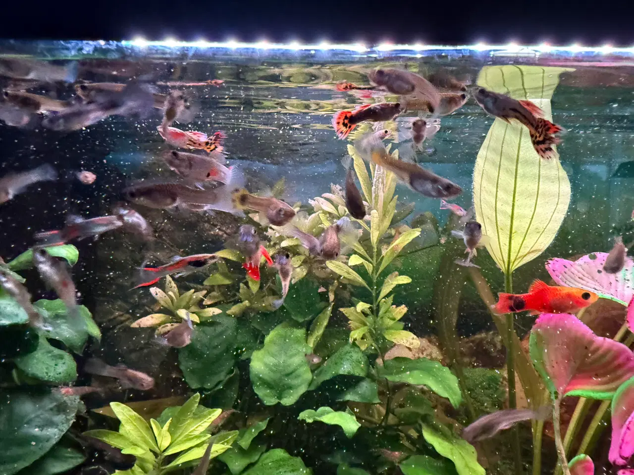 Billede 2 - Guppyer