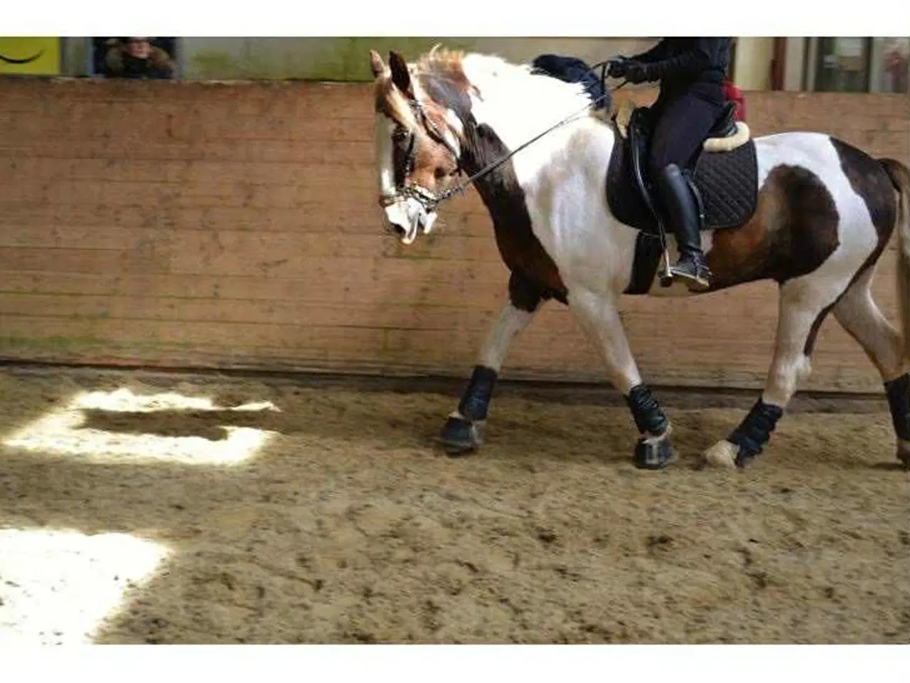 Billede 5 - Tinker vallak på 18 år Søger nyt og kærligt hjem.