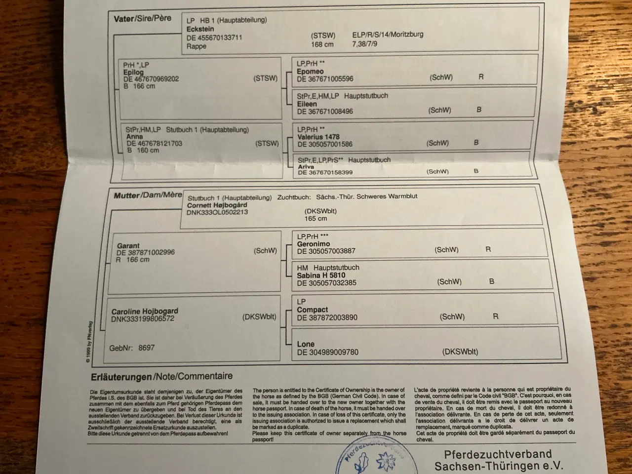 Billede 6 - Oldenborg hingste føl 