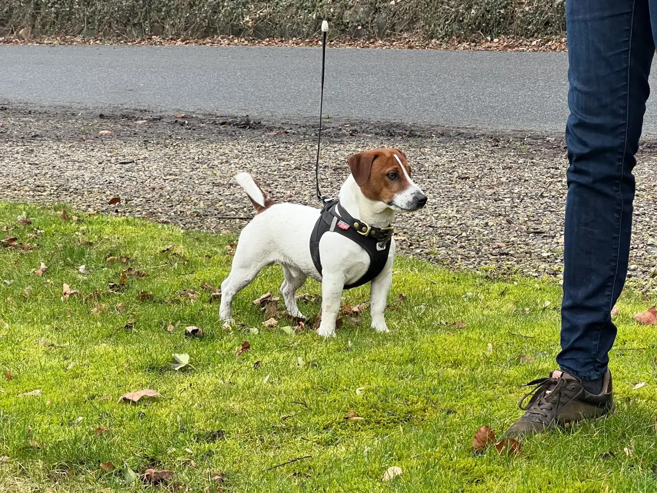 Billede 9 - Jack Russel hvalpe (kort benet type)