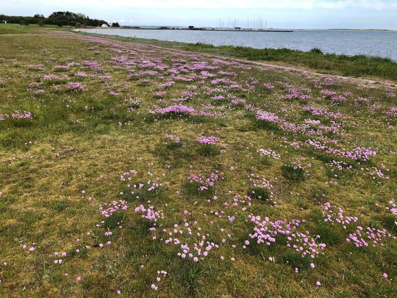 Billede 4 - Sommerhus på Drejø