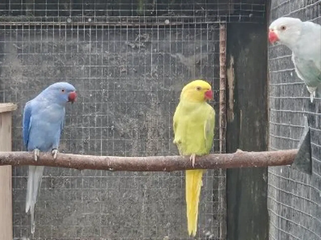 Billede 3 - Alexanderparakitter