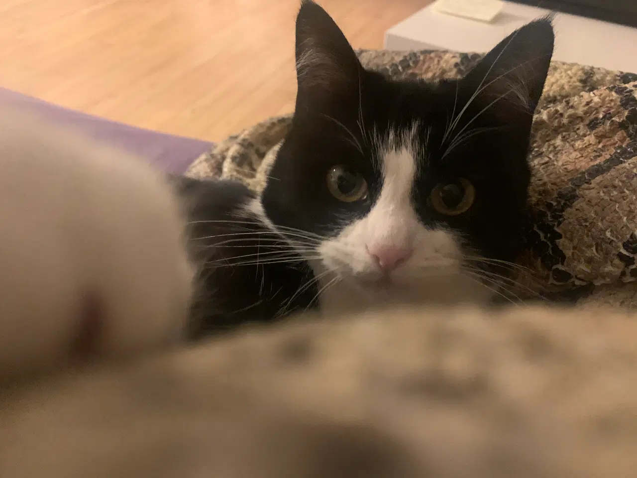 Billede 1 - Vil du give sødeste hunkat Panda trygt hjem ?