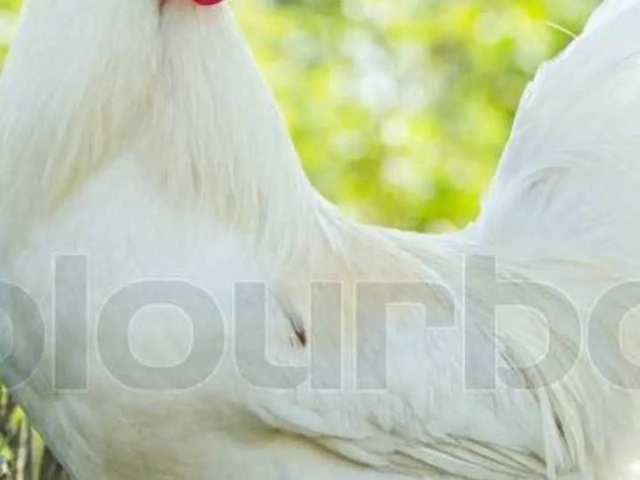 Billede 1 - Haner forskellige race