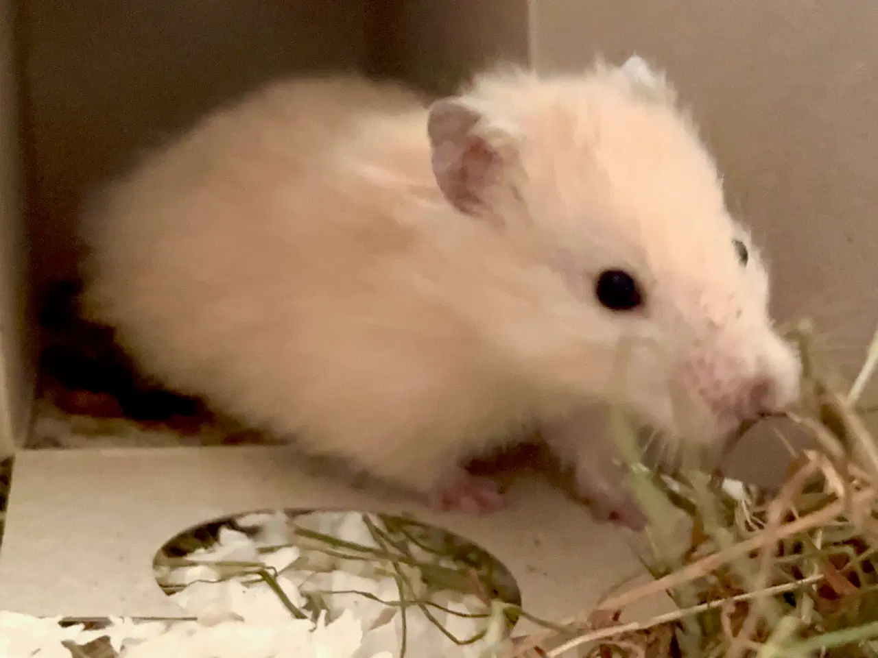 Billede 5 - Guldhamster