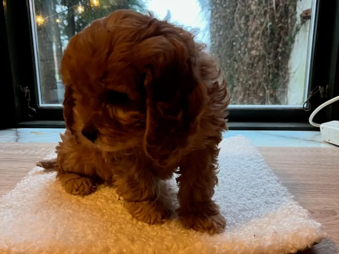 Billede 3 - Bigelier × puddel