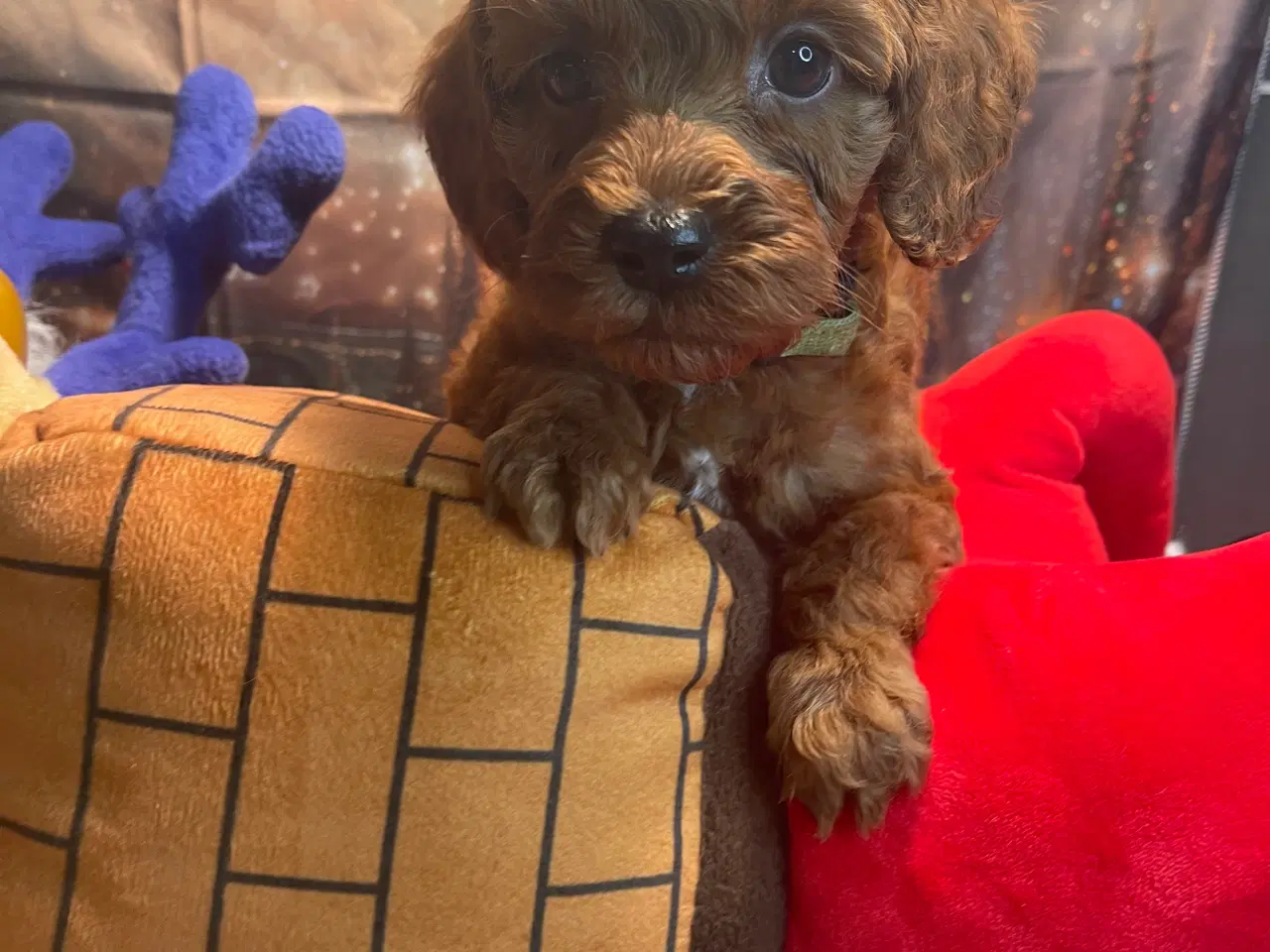 Billede 7 - Mini Amerikansk Cockapoo