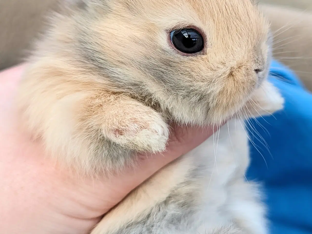 Billede 5 - Hermelin kaninunge sælges