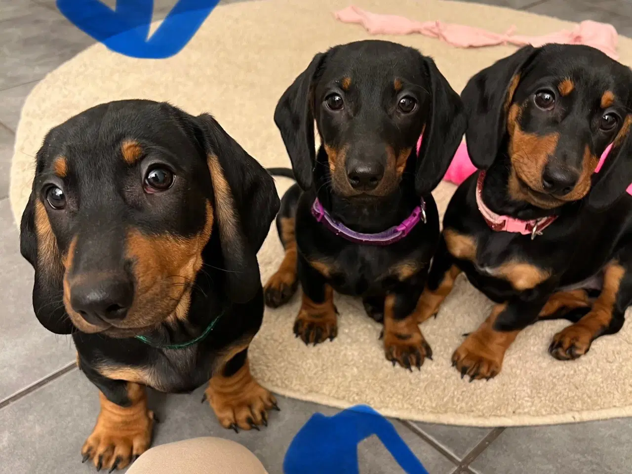 Billede 1 - DKK standard gravhunde hvalpe 