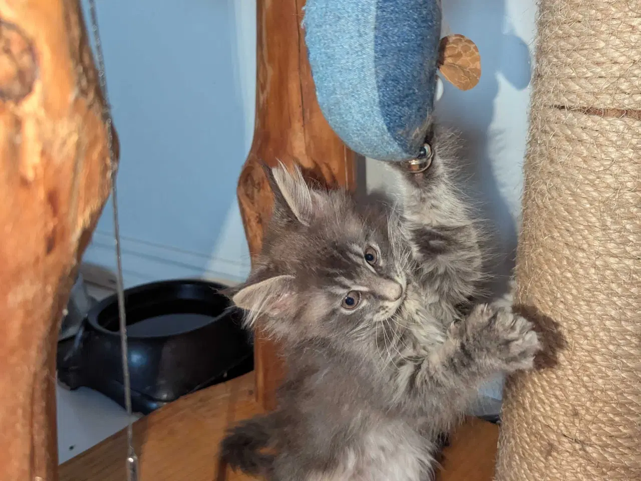 Billede 3 - Maine coon killinger med stambøger 